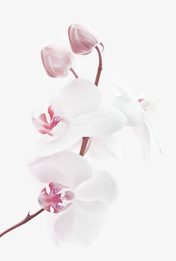 白色玉兰花花苞装饰图案