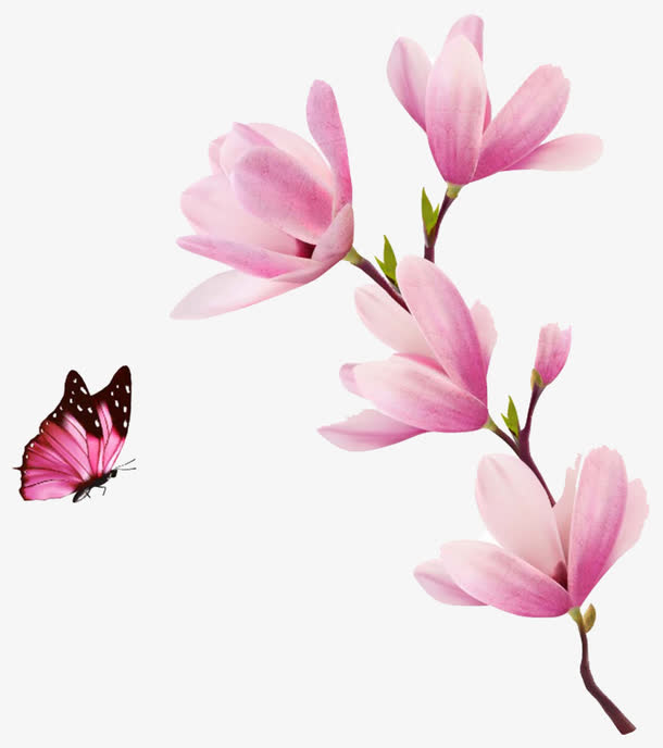粉色玉兰花免抠素材免费下载_觅元素51yuansu.com