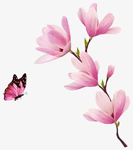 粉色玉兰花
