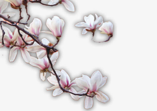 玉兰花素材免费下载_觅元素