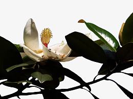 广玉兰花与叶