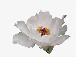 一朵广玉兰花