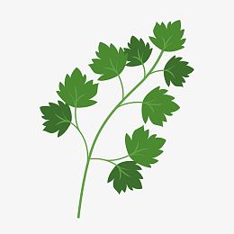 卡通香菜