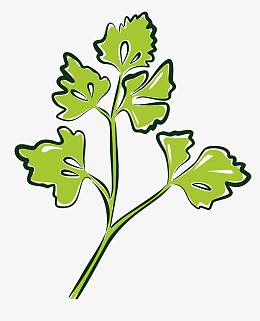 矢量香菜