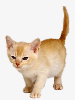 站着的猫咪