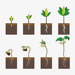 矢量图花草生长图