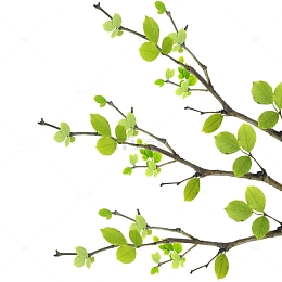 嫩芽树枝
