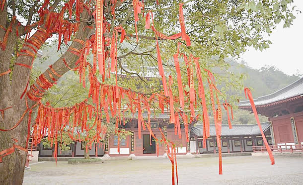 寺庙里的许愿树