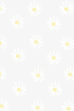 白色菊花背景图