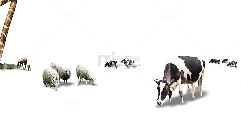 成群的动物牛羊