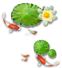 荷花和荷叶