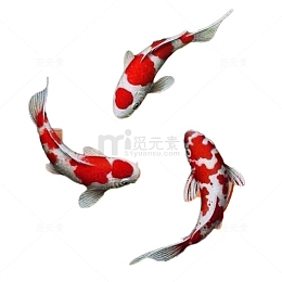 锦鲤图片