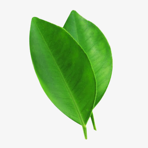 关键词 : 两片,两片叶子,柠檬叶,树叶,植物[声明] 觅元素所有素材为