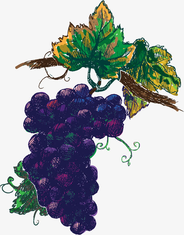 矢量葡萄树