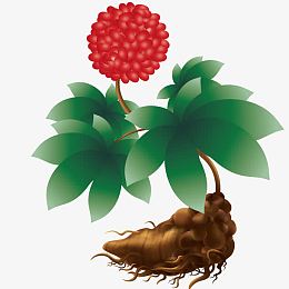 矢量成熟三七花