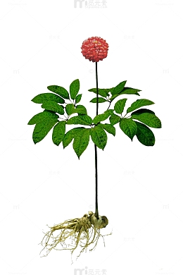 三七花免抠素材