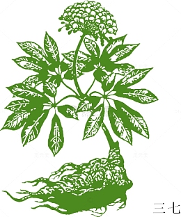 矢量中草药三七