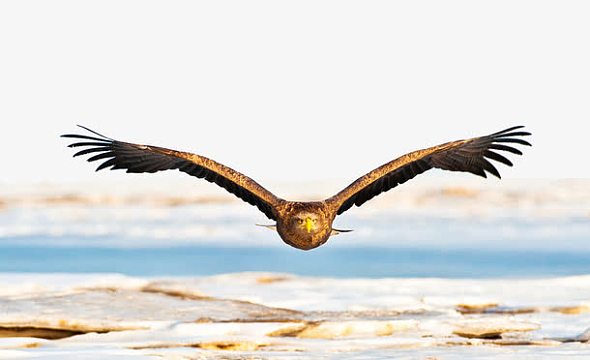 大鹏展翅翱翔鸥png大展宏图客厅挂画png冰川上的飞鹏png鸳鸯飞翔鸥png