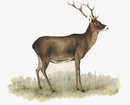 梦幻素材卡通图片 鹿