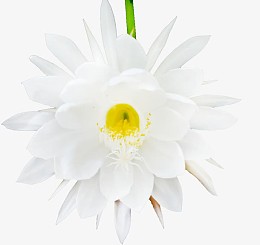 昙花png免抠