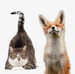 爬着的猫和聆听的狗