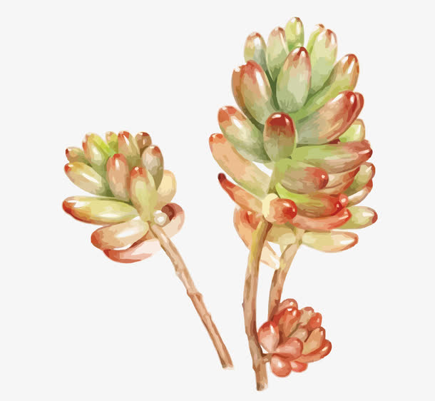 矢量多肉植物素材免费下载_觅元素