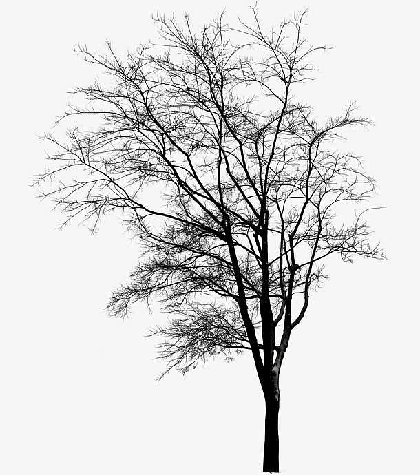 黑色枯藤树枝