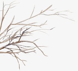 树枝