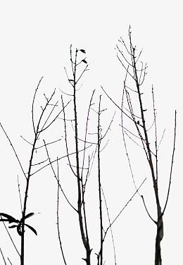 没有树叶的枯树枝