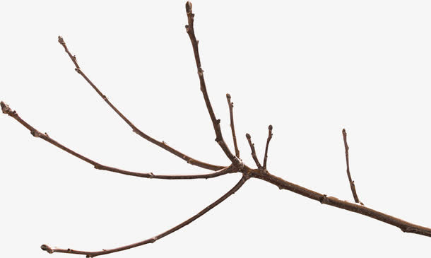 枯树枝免抠素材免费下载_觅元素51yuansu.com