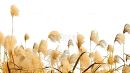 米黄色的芦苇荡