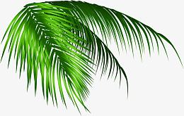 绿色夏日树叶茂盛