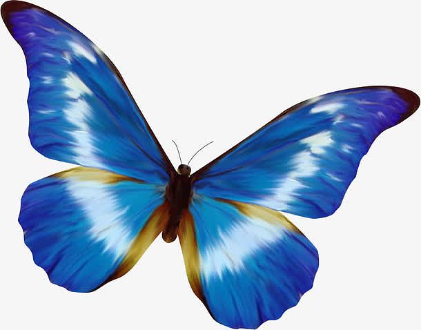 一直美丽的蓝色蝴蝶