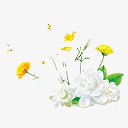 菊花栀子花