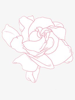 手绘栀子花