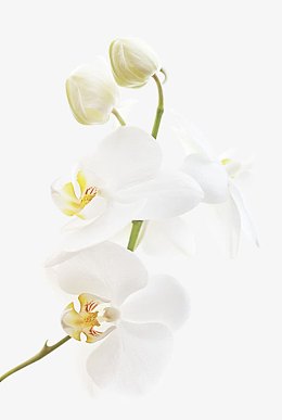 产品实物纯白栀子花