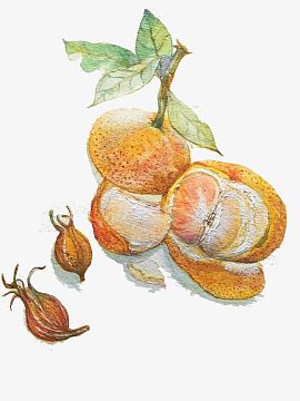 栀子花果与橘子免抠素材png手绘栀子花叶png粉色浪漫樱花梦幻丝带背景