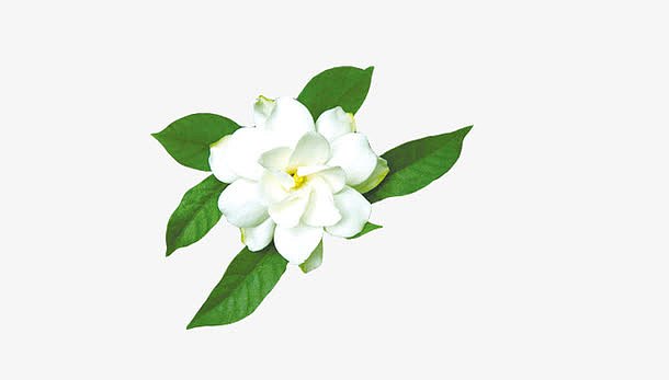 png精美超清栀子花真花矢量素材(920x508)psdpng绿色小清新春天茉莉花
