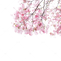 水彩粉色桃花插画