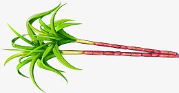 绿色简约植物甘蔗