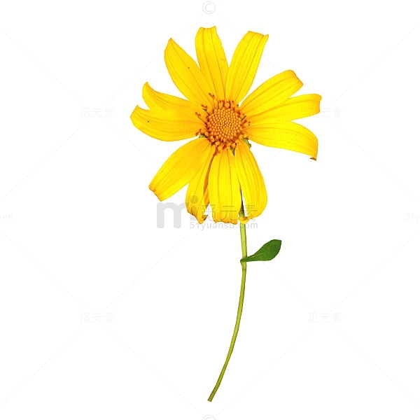 一朵黄花