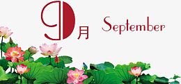 九月荷花绽放