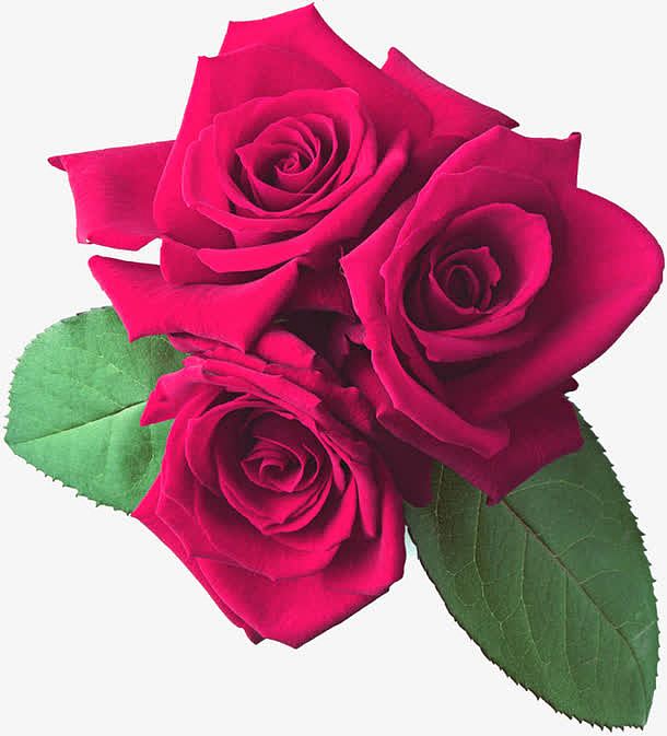 紫红色的玫瑰花