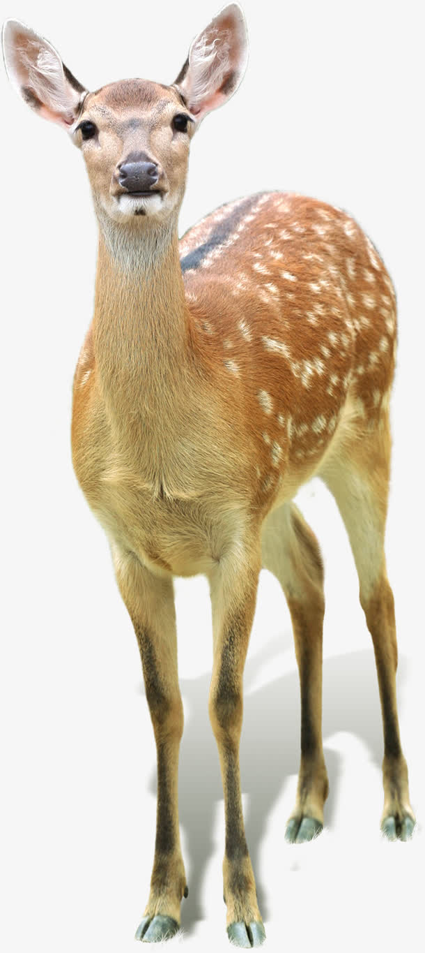 卡通长颈鹿梅花鹿效果