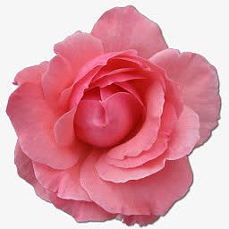 野玫瑰粉色2图标