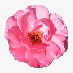 野玫瑰粉色1图标