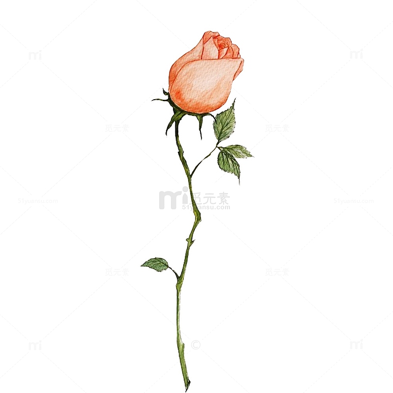 一只粉红色的玫瑰花