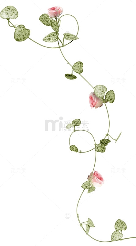 粉色玫瑰藤蔓植物素材