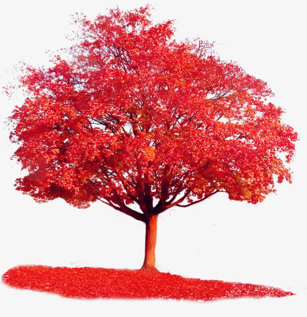 枫树素材免费下载_觅元素