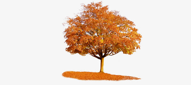枫树素材免费下载_觅元素